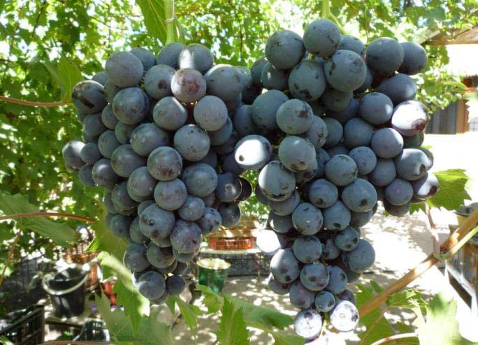 В гроздьях винограда «Страшенский» формируются достаточно крупные ягоды