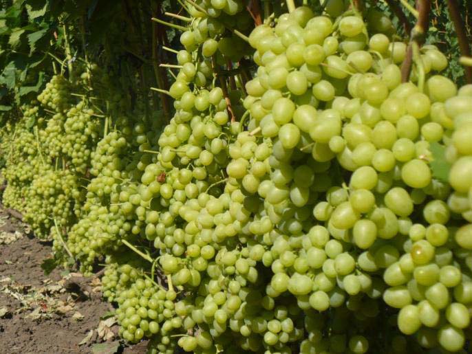 Виноград «Настя» относится к сортам, которые заслуживают внимания виноградаря
