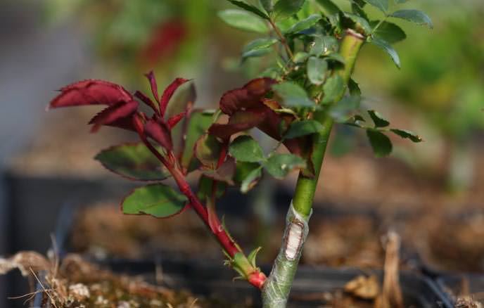 Розы в теплице: секреты выращивания королевы цветов в закрытом грунте
