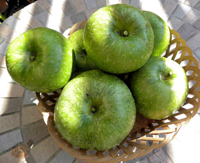 Яблоки сорта «Семеренко» полностью созревают в середине осени