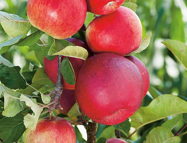 Колоновидные яблони отличаются от обычных тем, что приносят плоды уже в год посадки