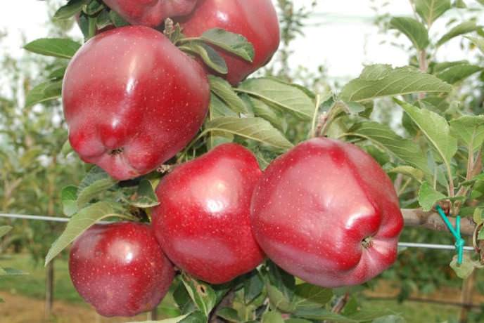 Яблони сорта «Ред чиф» формируют высокий и очень качественный урожай
