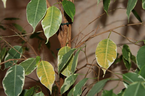 Одной из наиболее часто встречающихся в комнатном цветоводстве проблем является опадание листьев у фикуса Кинки 
