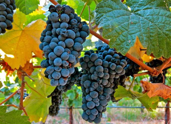 «Пино Менье» очень востребован в производстве вин и придает готовой продукции богатый и изысканный фруктовый аромат