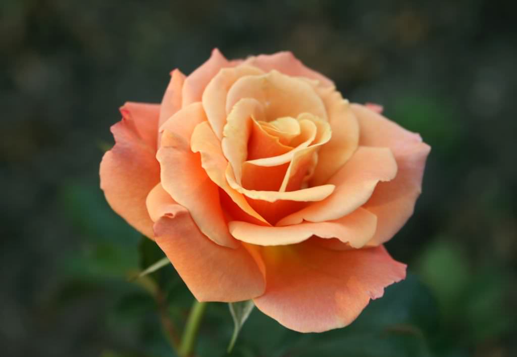 Выращивание розы Флорибунда, посадка и уход