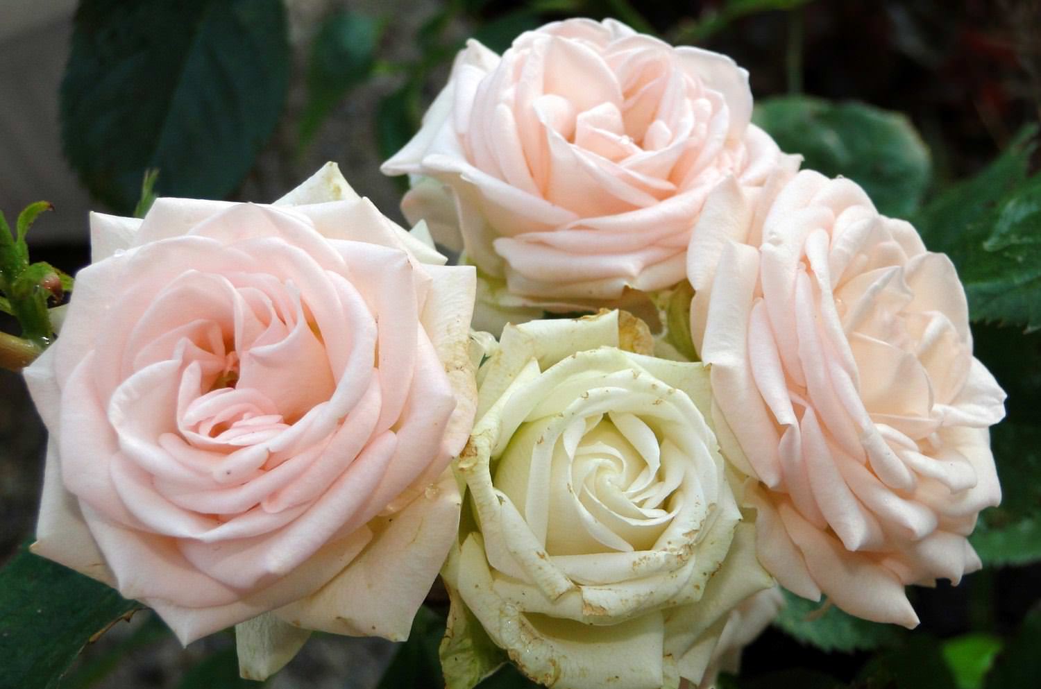 Роза флорибунда наутика фото и описание