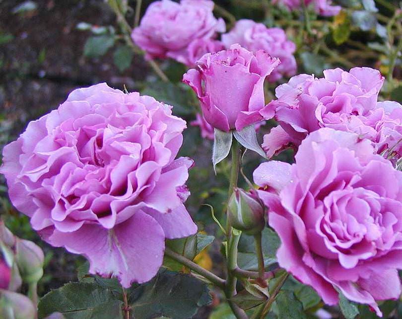 Роза флорибунда наутика фото и описание