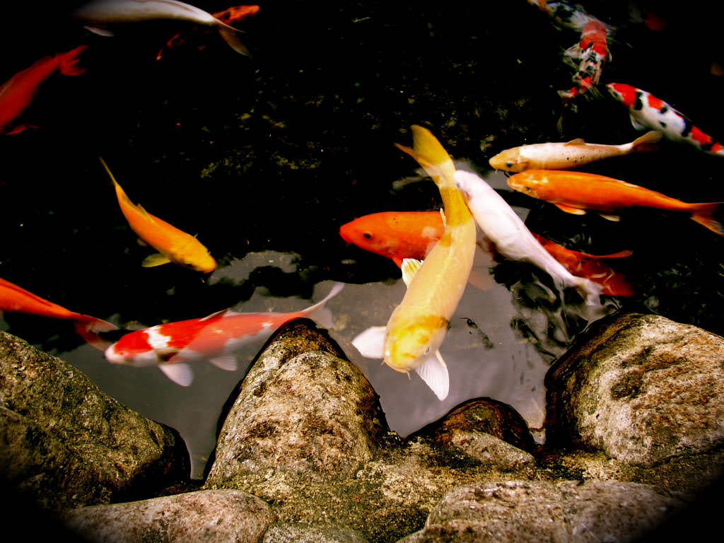 Декоративные рыбы для пруда с фото и названиями