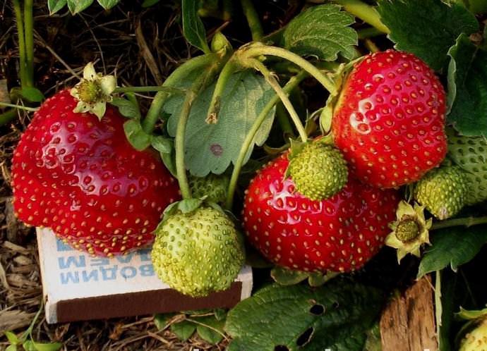 Садовая земляника сорта «Русский размер» характеризуется очень вкусными ягодами с сочной и плотной мякотью