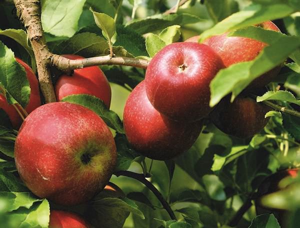Плоды яблок «Эрли Женева» характеризуются содержанием в своем составе яблочной, винной, лимонной и других органических кислот