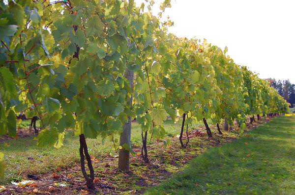 На каждый куст для винограда «Памяти домбковской» выделяют площадь в полтора на три метра