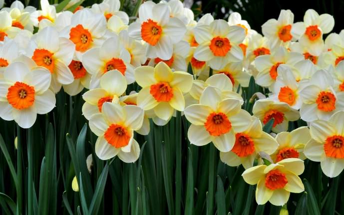 Соблюдение требований агротехники при посадке и выращивании нарциссов – залог получения множества красивых цветов в сезон