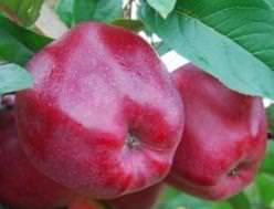 Яблоня «Рихард» выращивается отечественными садоводами редко