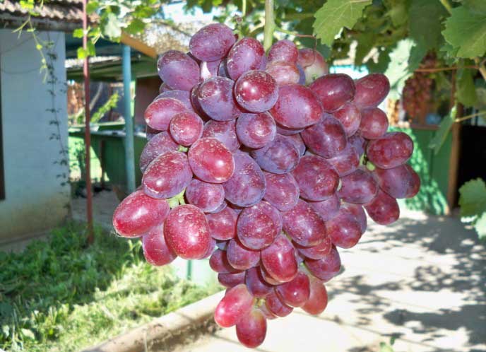 Ягоды винограда «Ризамат» имеют достаточно высокую товарность и транспортабельность