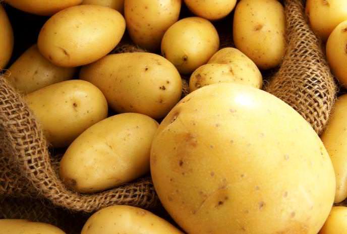 Лучшие сорта картофеля беларусь: посадка и уход