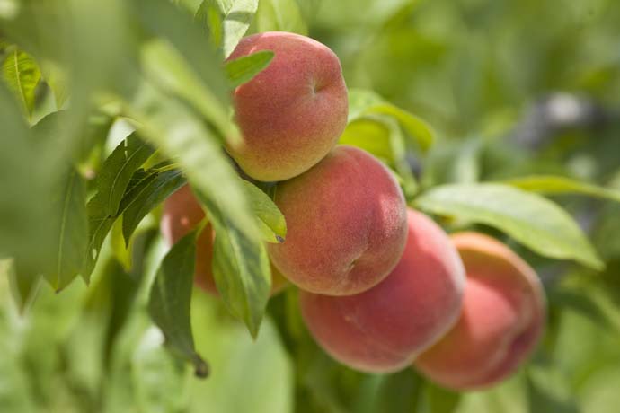 Персик можно выращивать в садах южных регионов и даже в средней полосе
