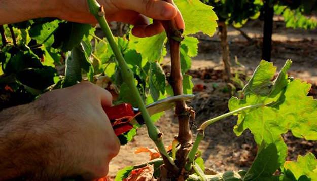 Виноград «Румба» формирует достаточно мощные кусты, что требует внимательного отношения к обрезке
