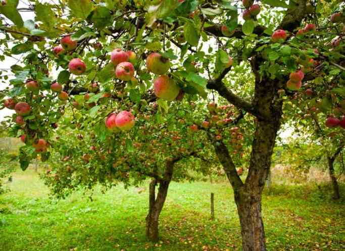 Средние по габаритам яблони сорта «Мечта» обладают раскидистой округло-конической кроной
