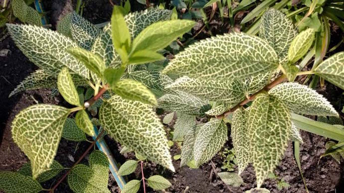 Форзиция: солнечный кустарник на приусадебном участке