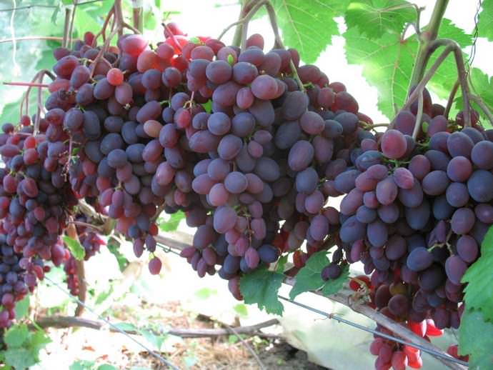 Лучшие сорта бессемянного винограда: посадка и уход