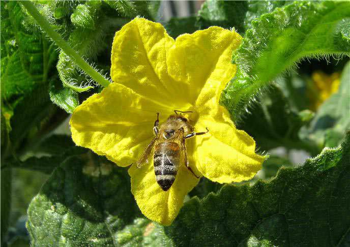 Сорт «Пальчик» относится к группе пчелоопыляемых и скороспелых
