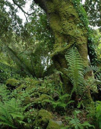 Современные затерянные сады