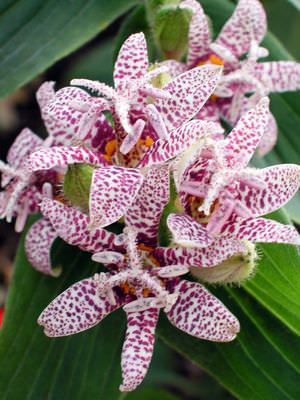 Садовая орхидея – это довольно капризное растение