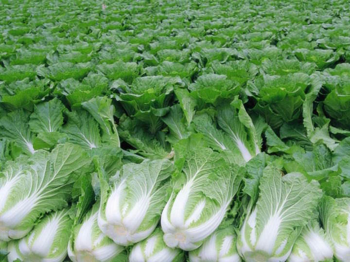 Выращивание салата: способы и особенности агротехники
