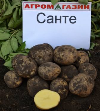 Технологии и особенности выращивания картофеля