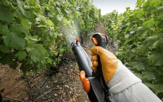 Весенняя обработка винограда предполагает использование специальных химических средств, которые позволят уничтожить активизировавшихся вредителей