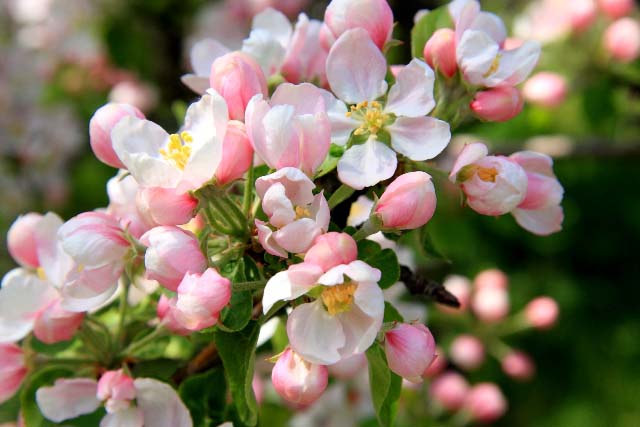 Цветет яблоня «Конфетное» небольшими бело-розовыми цветами