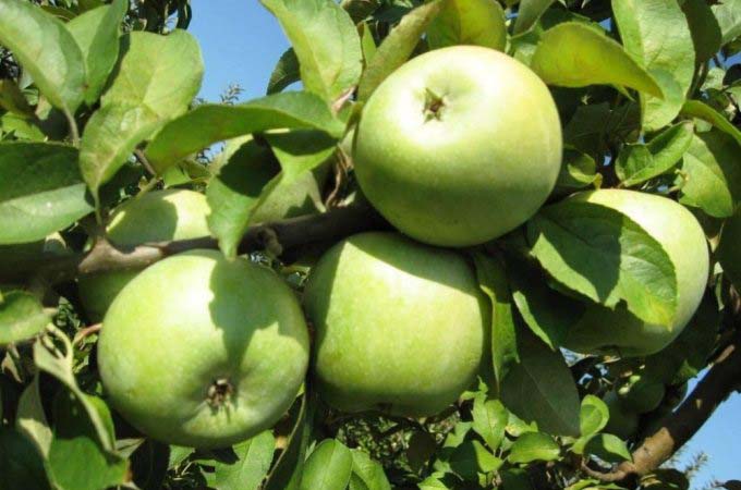 Ренет «Семеренко» относится к зимним сортам яблок