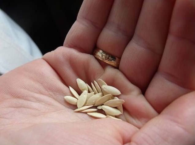 При посадке семена сорта «Пасадена f1» не следует замачивать и подвергать дополнительной обработке