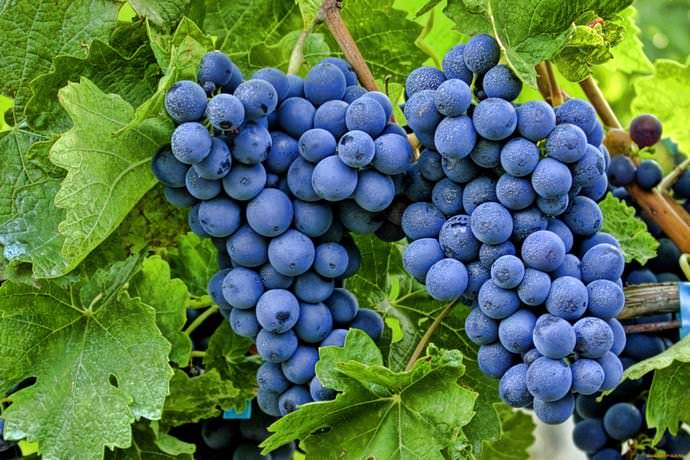 Фаза плодоношения наступает примерно через три-четыре года с момента посадки виноградной косточки