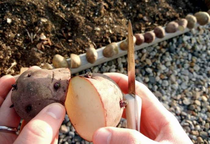Посевные работы картофеля «Астерикс» рекомендуется осуществлять в последней декаде апреля и вплоть до последних чисел мая