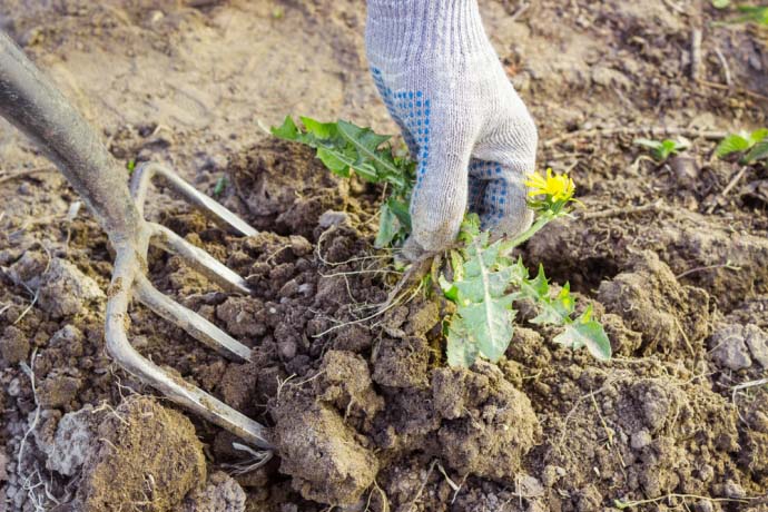 Необходимо поддерживать картофельное поле в чистоте и своевременно удалять сорняки
