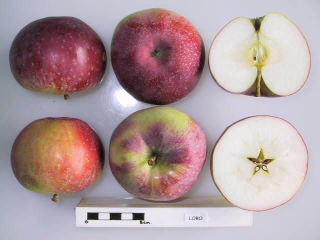 Средняя масса одного яблока «Лобо» может достигать 200 граммов