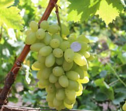 Виноград «Столетие» был выведен на территории США