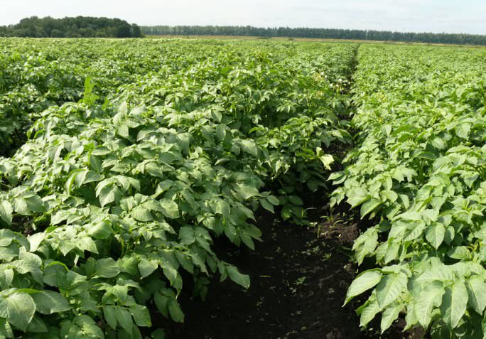 Картофель является очень светолюбивым растением, и участок для него должен быть солнечным