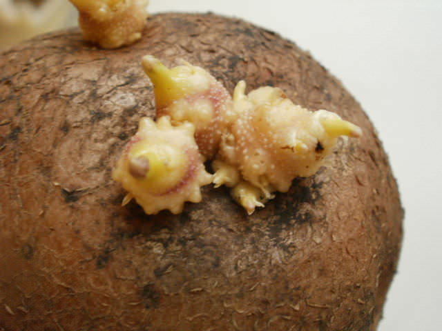 Перед посадкой картофеля «Лапоть» проводится проращивание семенного материала