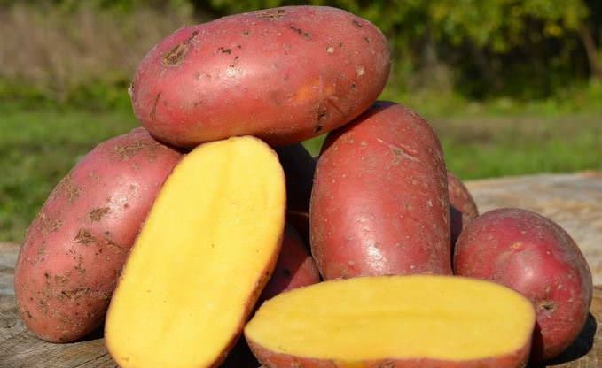 Картофель «Лаура» имеет высокую устойчивость к болезням и вирусным поражениям