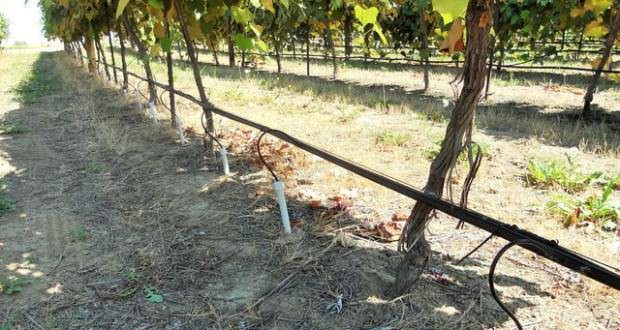 Виноград «Цитронный Магарача» требователен к соблюдению режима полива и проведению регулярных подкормок