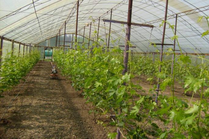 Какие сорта винограда можно выращивать в теплице?