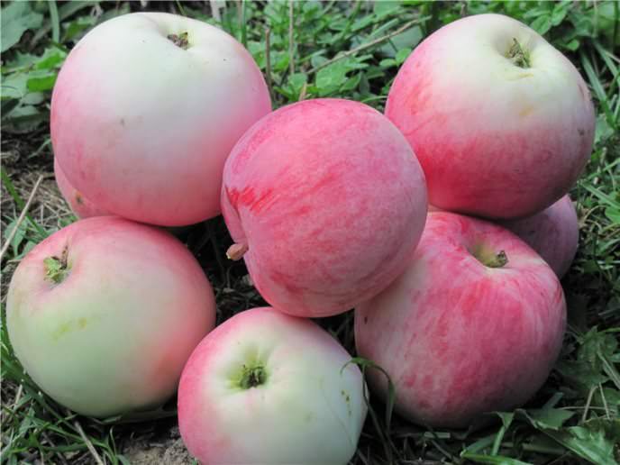 Длительность хранения собранных плодов яблони «Мантет» чрезвычайно короткая