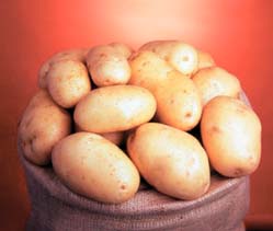 Картофель «Банба» является очень высокоурожайным и перспективным