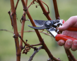 Обрезка винограда осенью благотворно сказывается на урожайности растения