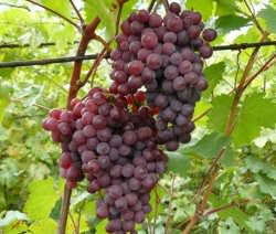 Виноград «Русский ранний» представляет собой сорт с очень ранним сроком созревания