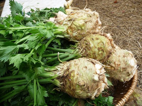 Почему сельдерей не растет