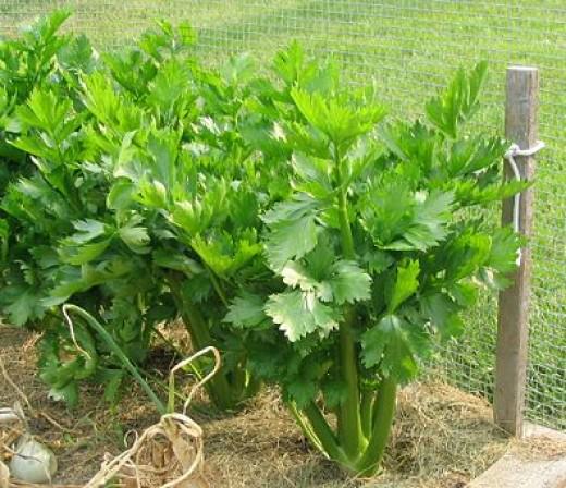 Сельдерей листовой считается довольно холодостойким растением, которое может переносить заморозки или даже зимовать во взрослом виде без потерь