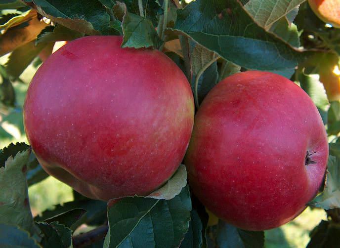 Яблони популярного зимнего сорта «Джонатан» обладают массой преимуществ